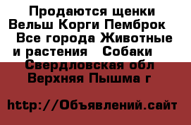 Продаются щенки Вельш Корги Пемброк  - Все города Животные и растения » Собаки   . Свердловская обл.,Верхняя Пышма г.